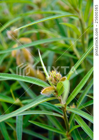 植物:羊肉家族豆科 植物:羊肉家族豆科 25600365