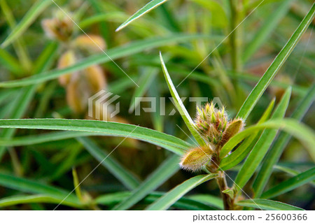 Plant: Lamb family bean family 25600366