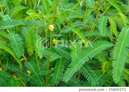 Plants: Xunemeaceae Plants: Xunemeaceae 25600372