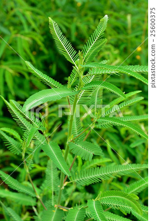 Plants: Xunemeaceae Plants: Xunemeaceae 25600375