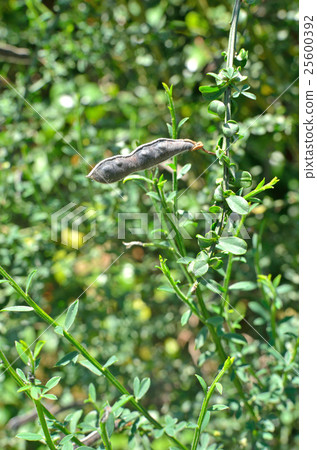 Trees: Enicidae family Trees: Enicidae family 25600392