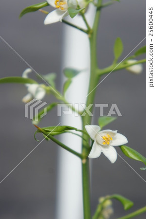Yuzu's flower Yuzu's flower 25600448