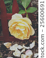 Yellow rose in a garden 25600691
