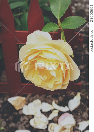 Yellow rose in a garden 25600691