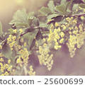 Beautiful barberry flowers with soft focus 25600699