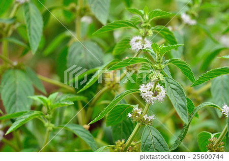 植物:木蘭 植物:木蘭 25600744