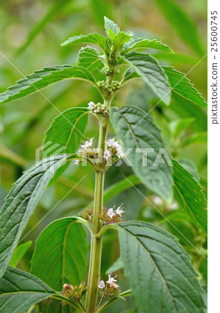 Plants: Magnoliae Plants: Magnoliae 25600745