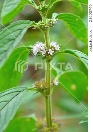 植物:木蘭 植物:木蘭 25600746