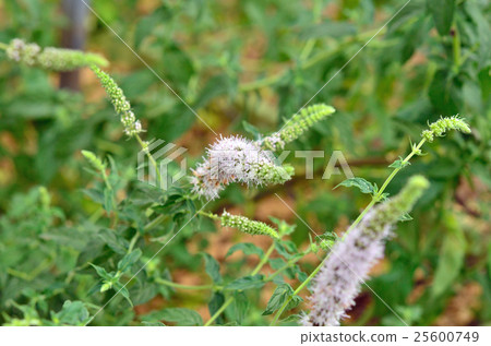植物:Midori Hakka Labiatae 植物:Midori Hakka Labiatae 25600749