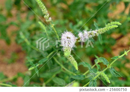 植物:Midori Hakka Labiatae 植物:Midori Hakka Labiatae 25600750