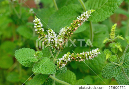 植物:蘋果薄荷scabidae 植物:蘋果薄荷scabidae 25600751
