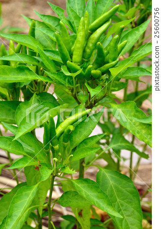 植物:辣椒科 植物:辣椒科 25600756