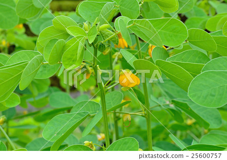 植物:鐮刀菌屬、豆科 植物:鐮刀菌屬、豆科 25600757