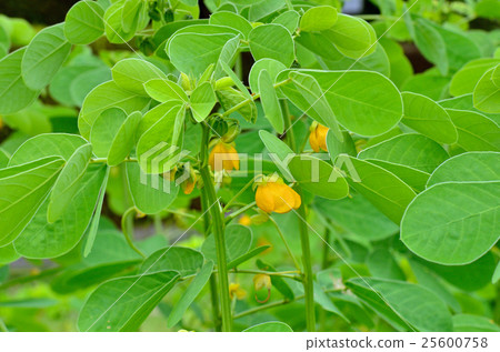 植物：鐮刀菌屬、豆科 25600758
