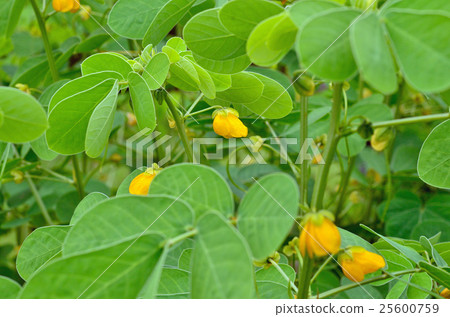 植物:鐮刀菌屬、豆科 植物:鐮刀菌屬、豆科 25600759