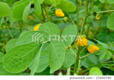 植物：鐮刀菌屬、豆科 25600760