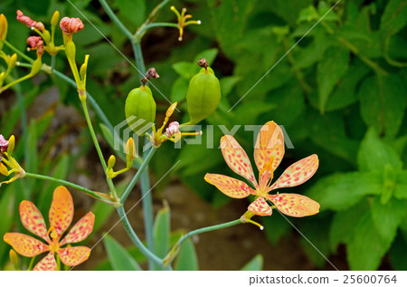 植物:沙丁魚家庭 植物:沙丁魚家庭 25600764