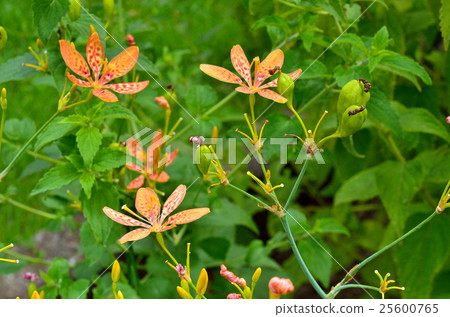 植物:沙丁魚家庭 植物:沙丁魚家庭 25600765