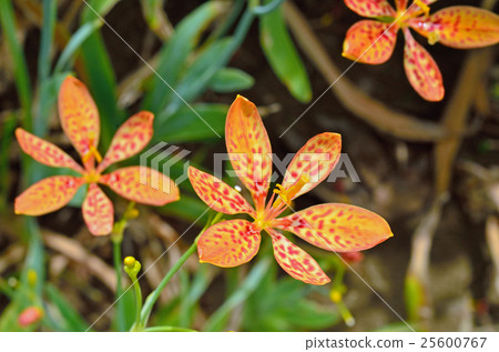 植物:沙丁魚家庭 植物:沙丁魚家庭 25600767