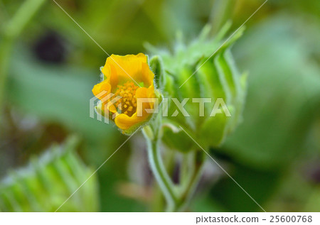 植物:Ichibi家族 植物:Ichibi家族 25600768