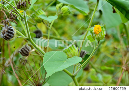 植物：Ichibi家族 25600769