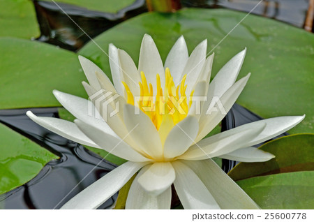 Plant: Water lilies 25600778