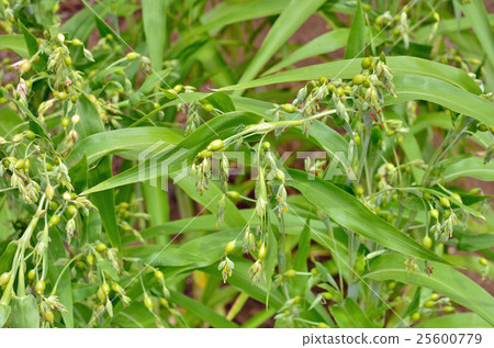 Plant: Pearl grass family 25600779