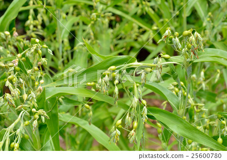 Plant: Pearl grass family 25600780