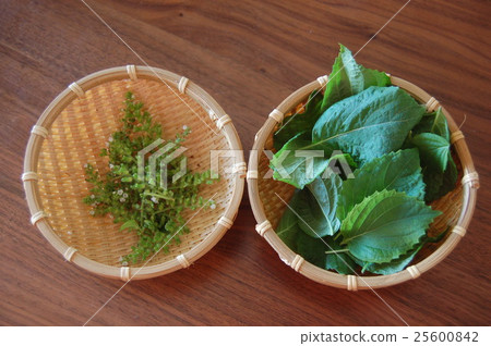 藍葉和耳朵 25600842