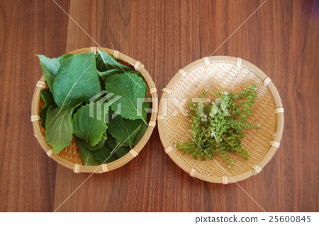 藍葉和耳朵 25600845