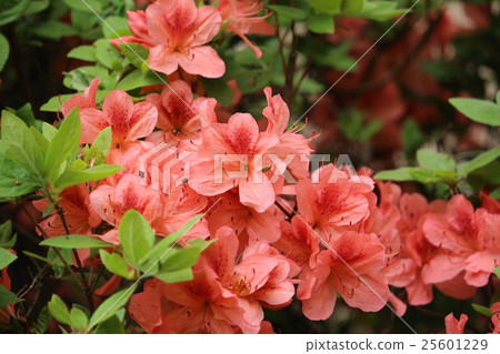 山杜鵑花 25601229