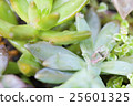 Succulent succulent plants and ants 25601325