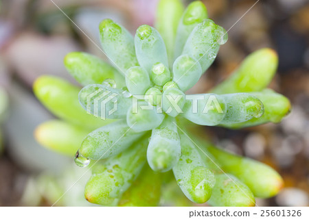 雨女僕的女僕 25601326
