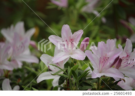 粉紅杜鵑花 25601493