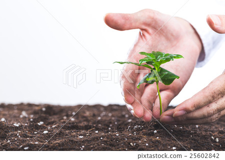 Human hands raising plants 25602842