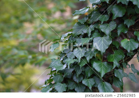 Tree creeping ivy 25602985
