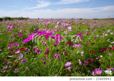 波斯菊領域和秋天天空Arakawa河床d 25609941