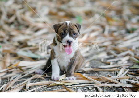 pitbull puppy dog 25610466