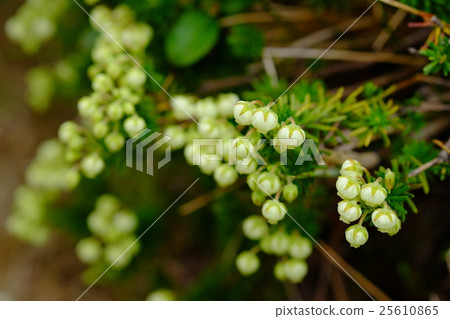 Aonotsugazakura 25610865