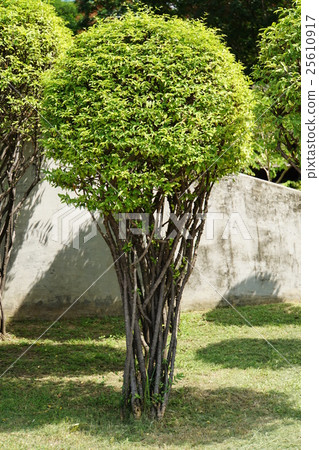 Image plot of vegetation, pruning Image plot of vegetation, pruning 25610917