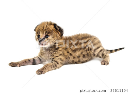 baby serval isolated 25611194