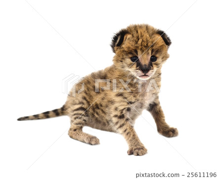 baby serval isolated 25611196