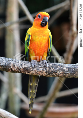 Sun Conure Parrot 25611286