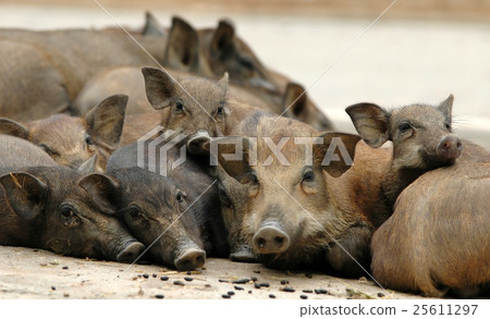 wild boar wild boar 25611297