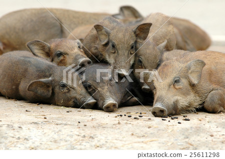 wild boar 25611298