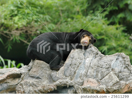 malayan sun bear malayan sun bear 25611299