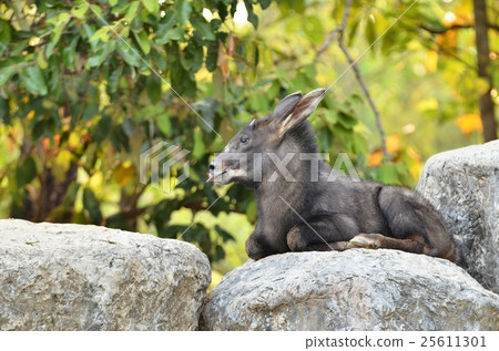 serow serow 25611301