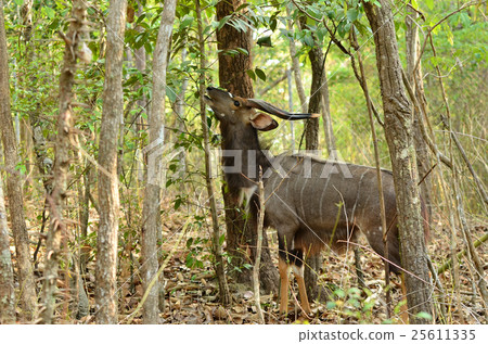 male nyala 25611335