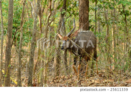 male nyala 25611339