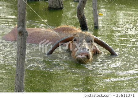 water buffalo water buffalo 25611371